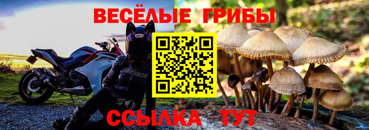 Псилоцибиновые грибы Psilocybe  Вход с VPN  Тосно  Галлюциногенные грибы Cubensis 